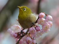 �J���U�N���Ƀ��W��