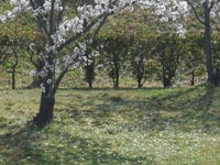 �N�̎��̉��ɂ́H