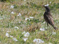 �N�̎��̉��ɂ́H