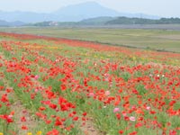 ��`�����̃|�s�[