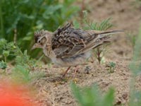 �|�s�[���̃q�o��