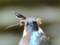 �l���̓U���K�j����H