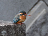 �T���߂��܂ő�ڋ�!(^^)!