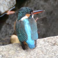 �΂̏�̃J���Z�~