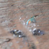 �����փ_�C�r���O