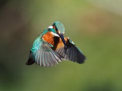 �z�o�����O