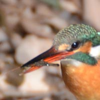 ���G�r�̂悤�Ȃ��̂����킦�Ă���