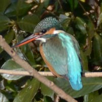 �u���͖؍��v�ŎB�e�����J���Z�~�̌��p