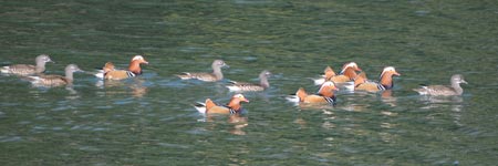 30�H�߂��I�V�h��