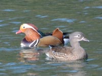 �I�V�h���̃I�X�E���X