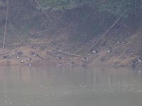 �Ί݂̃I�V�h���炵������