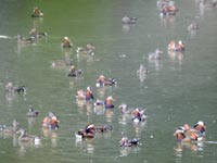 ���u�̌��Ԃ̃I�V�h��