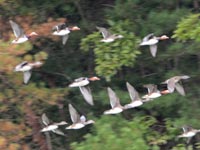 �I�V�h���A��񂶂����(>_<)