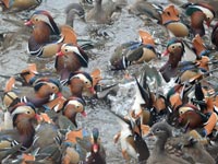 �����؂�Ȃ��I�V�h��