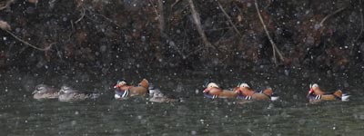 ��̕������̃I�V�h��