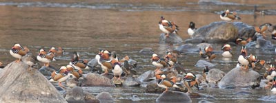 �����؂�Ȃ��I�V�h��