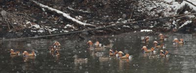 ��i�F�̒��̃I�V�h��