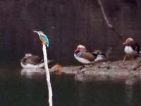 �J���Z�~�ƃI�V�h��