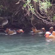 �V�ԃI�V�h��