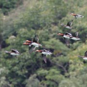 ��ԃI�V�h��