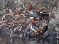 �㗤�����I�V�h�����Q���Q