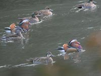 �j���I�V�h���ƃg���G�K��