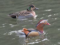 �I�V�h���ƃg���G�K��