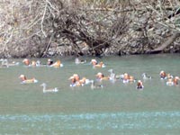 �I�V�h���̌Q��