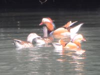 ��g���~���O�؋��ʐ^