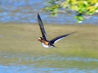 �o�C�N�Ƀr�b�N��