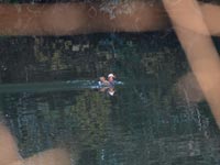 �߂��ŃI�V�h������!(^^)!