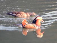 �I�V�h���v�w