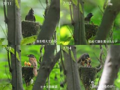 �T���R�E�`���E