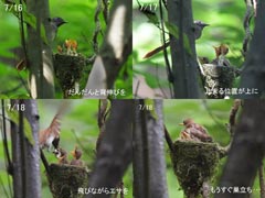 �T���R�E�`���E