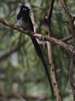 �T���R�E�`���E