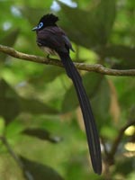 �T���R�E�`���E