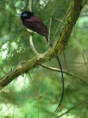 �T���R�E�`���E