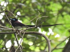 �T���R�E�`���E