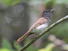 �T���R�E�`���E���X