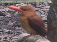 �A�J�V���E�r��