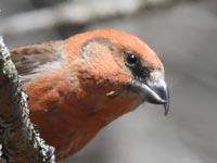 ����̃C�X�J