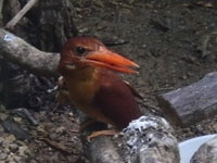 �A�J�V���E�r��