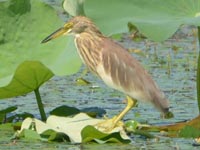 �����Ȃ��A�J�K�V���T�M