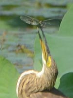 �Ȃ�ƃg���{��߂܂���