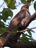 �ԐF�^�̃c�c�h��