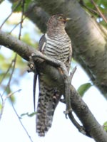 ���ʌ^�̃c�c�h��