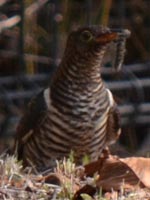 �n�ʂŖђ����L���b�`!(^^)!