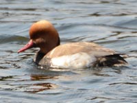 �ώ@��Փx���x���X�̃A�J�n�V�n�W��