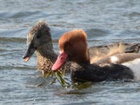 �����ł������A�J�n�V�n�W��