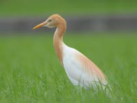 �A�}�T�M�A�ĉH